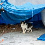 Flood Loss Plan: 7 Proven Steps to Avoid Catastrophic Gaps in Pet Storm Coverage