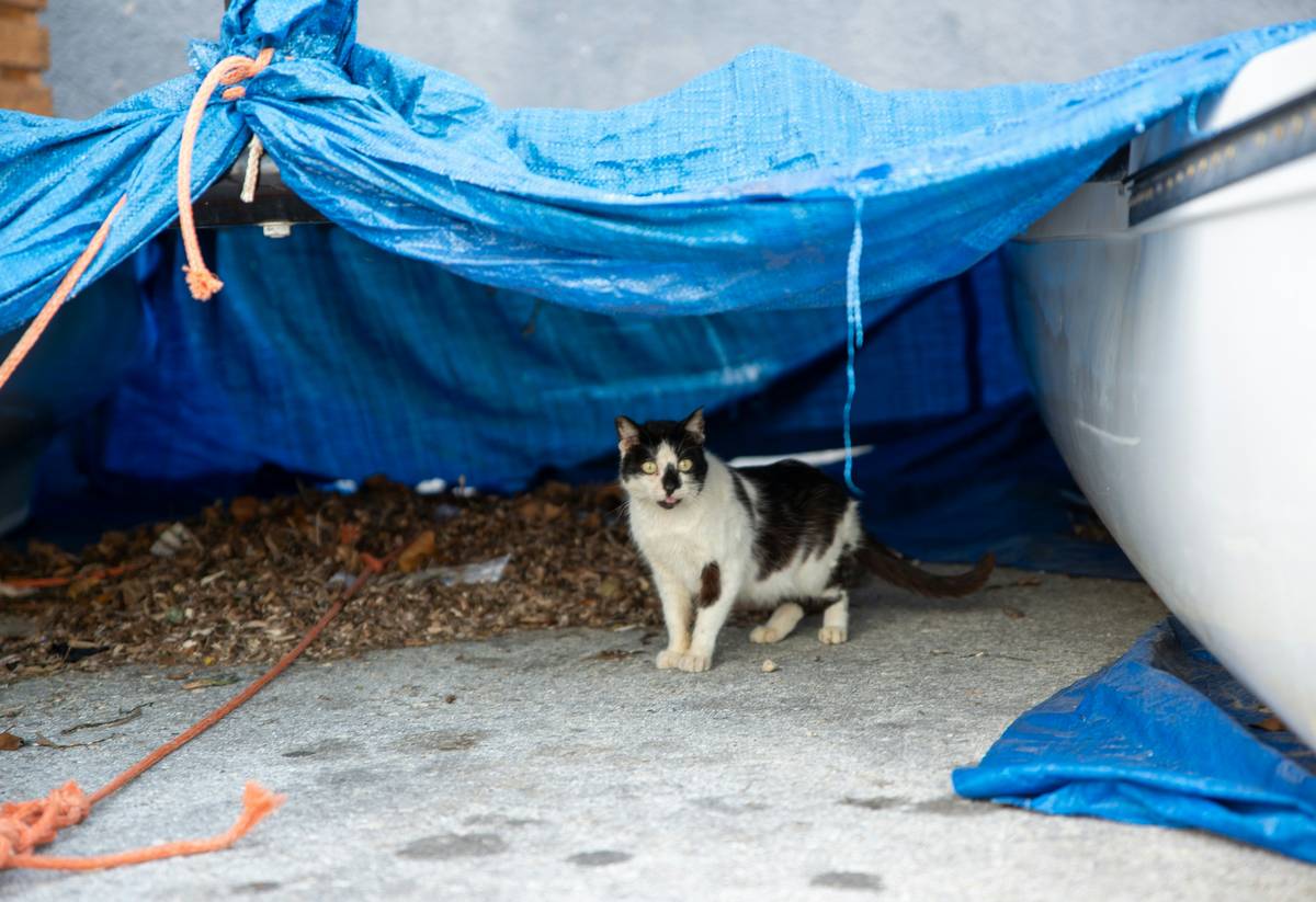 Flood Loss Plan: 7 Proven Steps to Avoid Catastrophic Gaps in Pet Storm Coverage